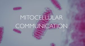 Mitocellular communication