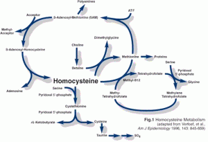 homocysteine_fig_1